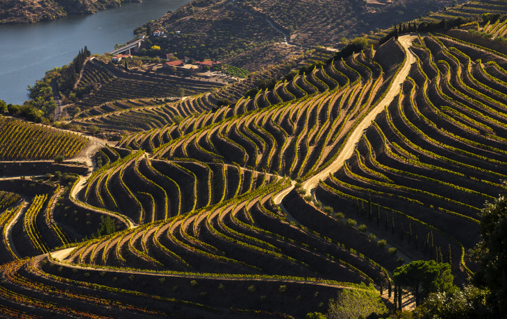Kulturerbe der UNESCO: die wunderschönen endlosen Reihen der Weinberge des Douro-Tals