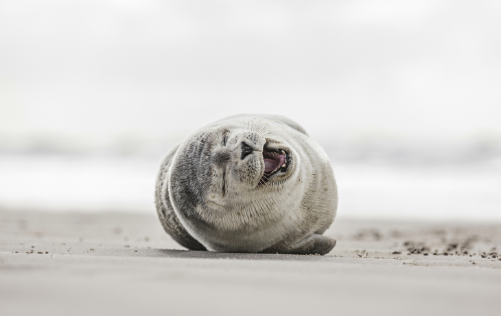 Robbe am Strand