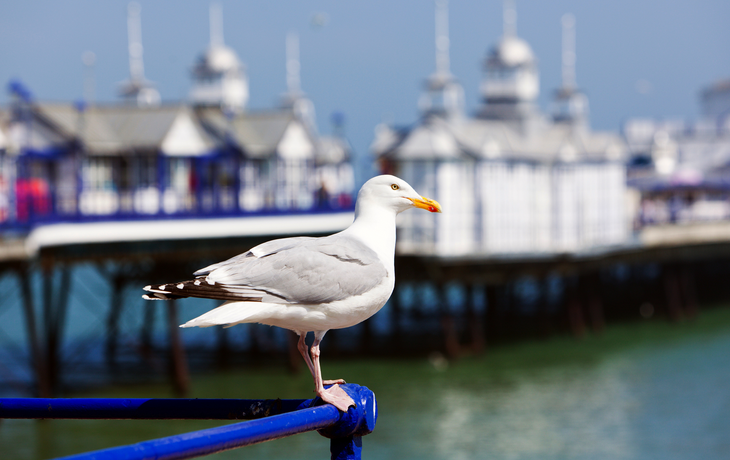 Möwe am Eastbourne Pier
