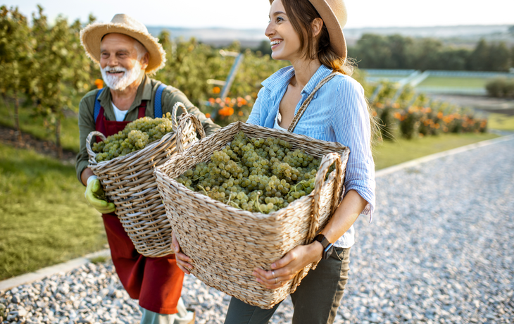 Weinernte