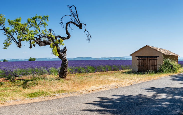 Fahrradfahren in der Provence