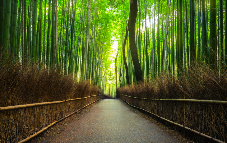 Bambuswald von Arashiyama bei Kyoto