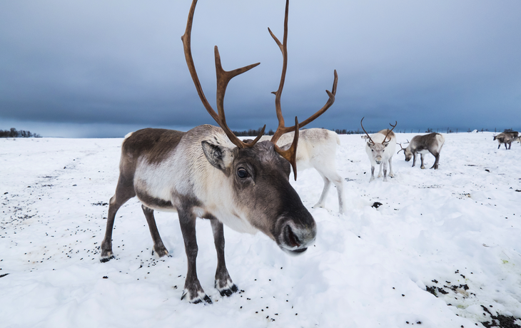 Rentiere in einer Winterlandschaft