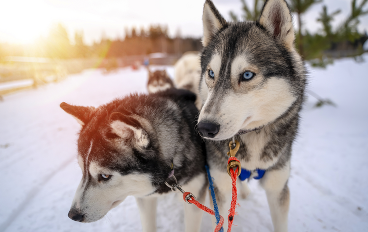 Schlittenhunderennen