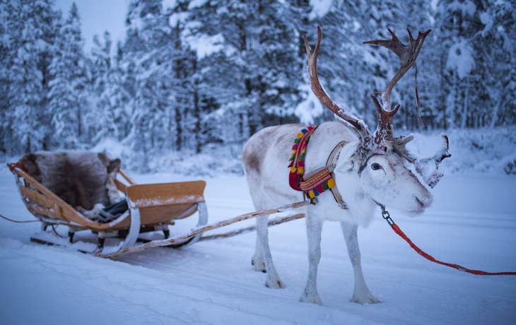 Rentiere auf der Rentierfarm Torassieppi, Lappland, 