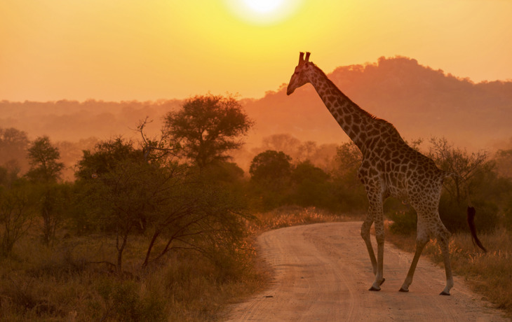 Giraffe am Sonnenaufgang Kruger National Park