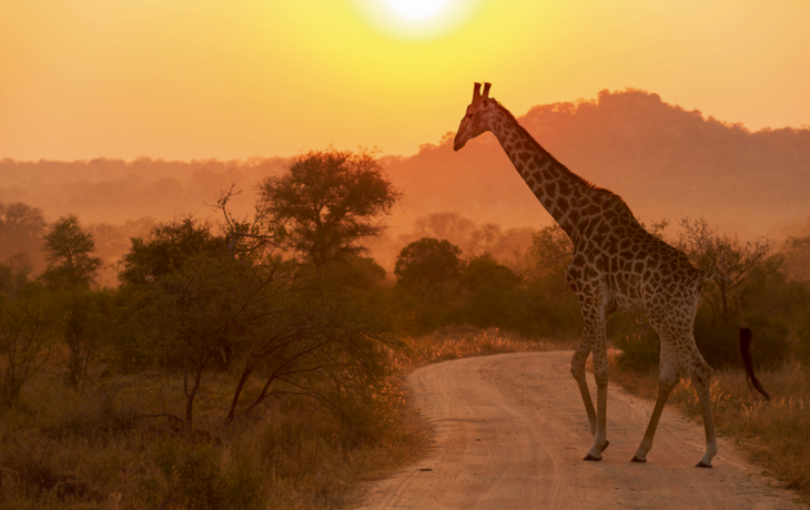 Giraffe am Sonnenaufgang Kruger National Park