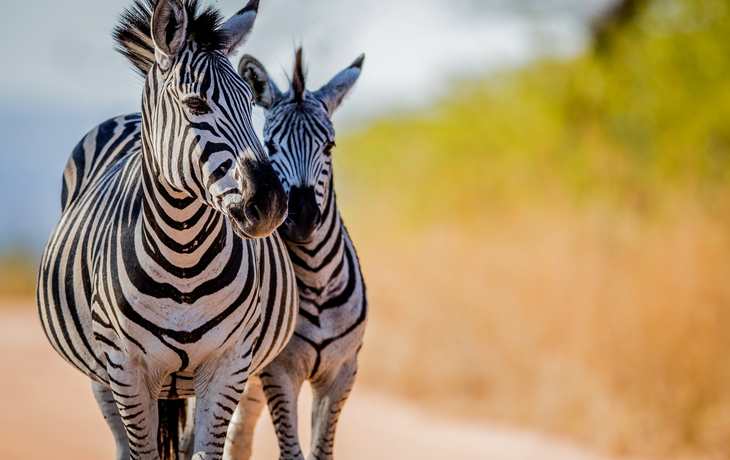 Zebras im Krüger-Nationalpark