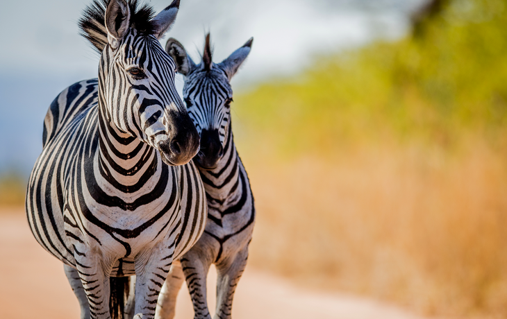 Zebras im Krüger-Nationalpark