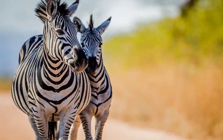 Zebras im Krüger-Nationalpark
