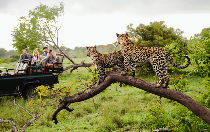 zwei Leoparden auf einem Baum im  Krüger Nationalpark