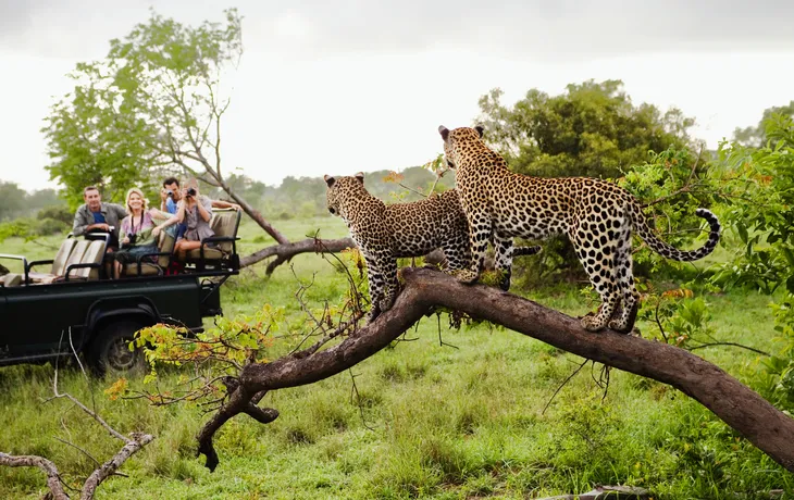 zwei Leoparden auf einem Baum im  Krüger Nationalpark