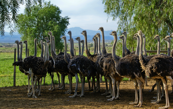 Weibliche Strauße stehen zusammen in einem Gehege auf einer Farm in Oudtshoorn, Südafrika