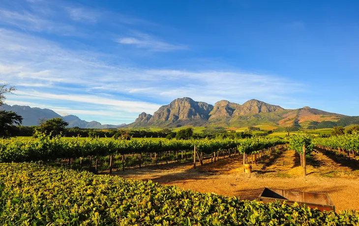 Stellenbosch Weinberge