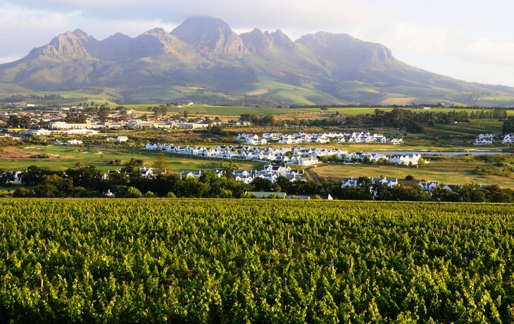 Weinanbau in Stellenbosch - Südafrika