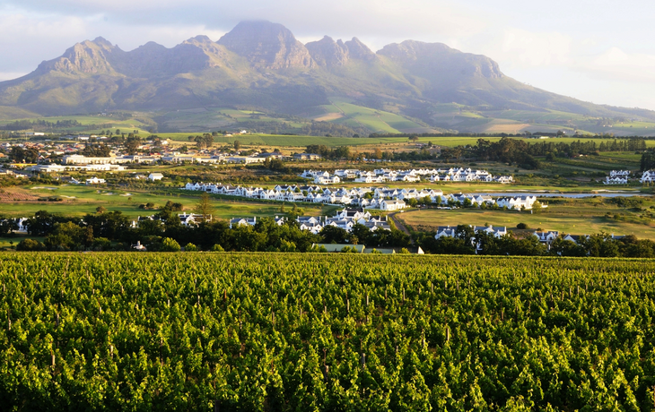Weinanbau in Stellenbosch - Südafrika