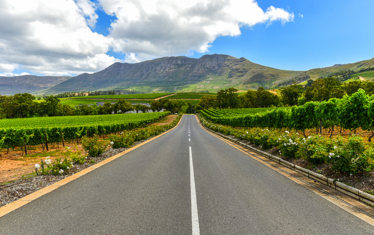 Stellenbosch Weinberge