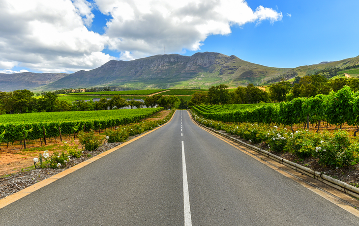 Stellenbosch Weinberge