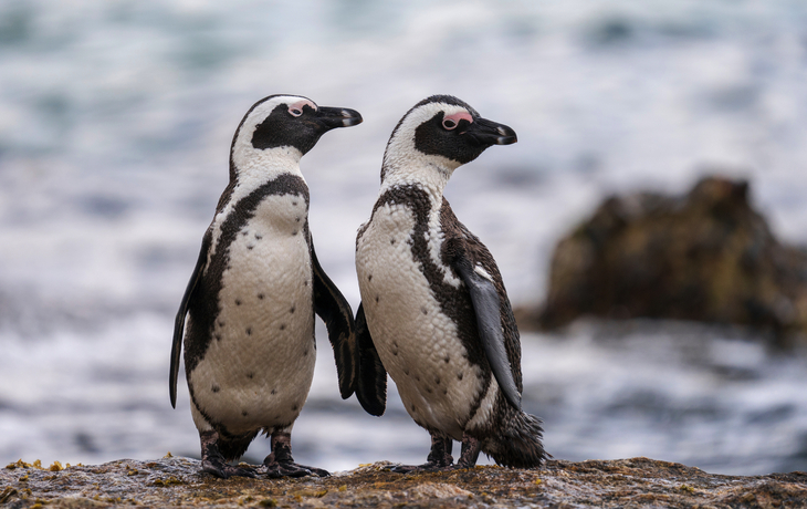 Afrikanische Pinguine am Boulders Beach