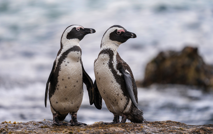 Afrikanische Pinguine am Boulders Beach