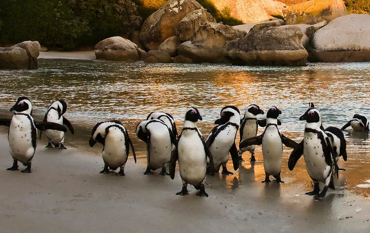 Afrikanische Pinguine am Boulders Beach