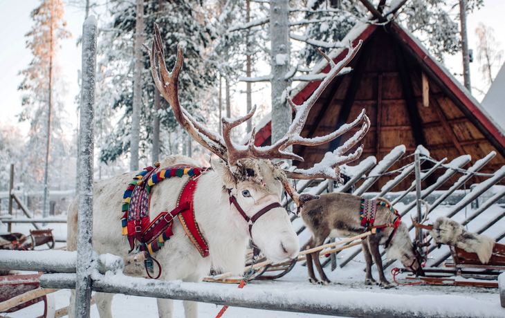Rentier im Weihnachtsmanndorf in Lappland