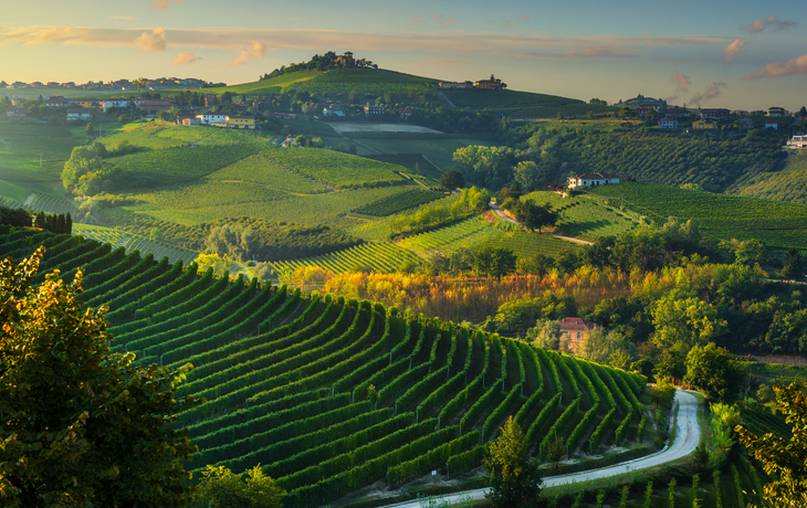 Weinberge bei Sonnenaufgang in Langhe in der Nähe von Barbaresco