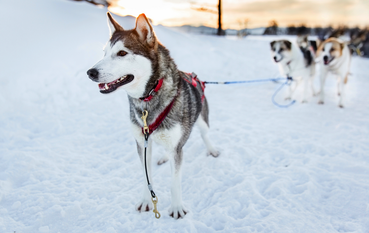 Husky bereit zum Schlittenfahren im kalten Winter