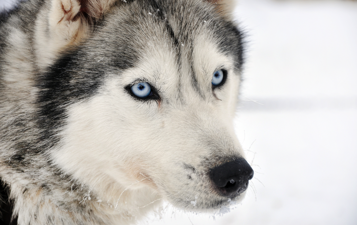 Husky-Porträt