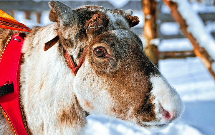 Rentier im Bauernhof im Winter in Lappland
