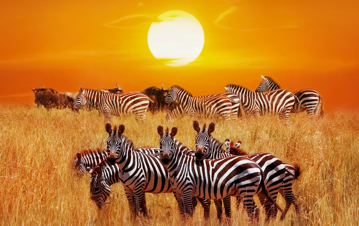 Zebras im Serengeti-Nationalpark in Tansania
