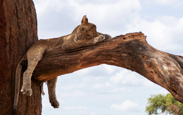 Serengeti Nationalpark