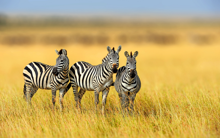 Zebras im Serengeti-Nationalpark in Tansania
