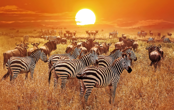 Zebra im Serengeti-Nationalpark in Tansania