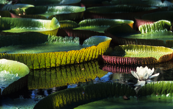 riesige Amazonas-Seerose im Botanischen Garten von Pamplemousse