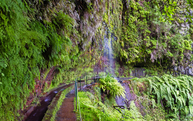 Trail in Levada Do Rei durch einen alten Lorbeerwald