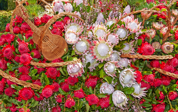 Blumenfest auf Madeira