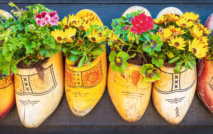 Dutch old wooden clogs with blooming flowers
