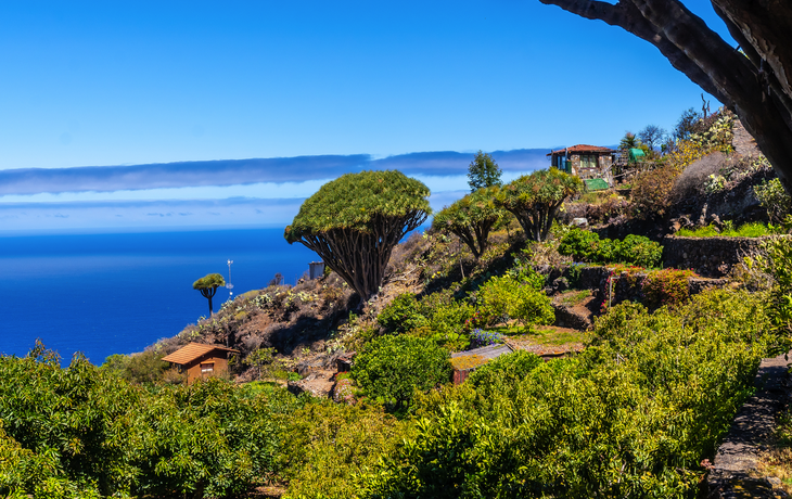 Wanderweg Las Tricias im Norden der Insel La Palma
