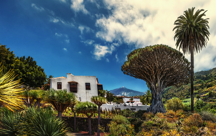 Drachenbaum auf Teneriffa