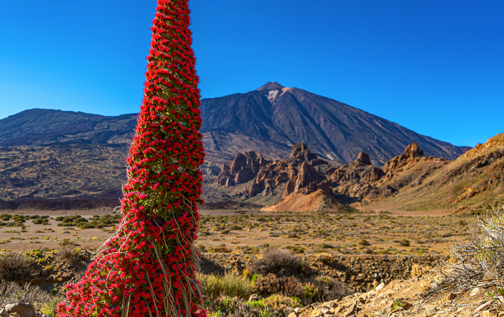 ein Natternkopf blüht im Krater des Teide-Vulkans