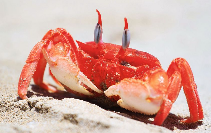 Crab in a sand