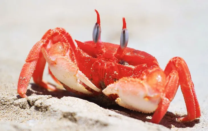 Crab in a sand
