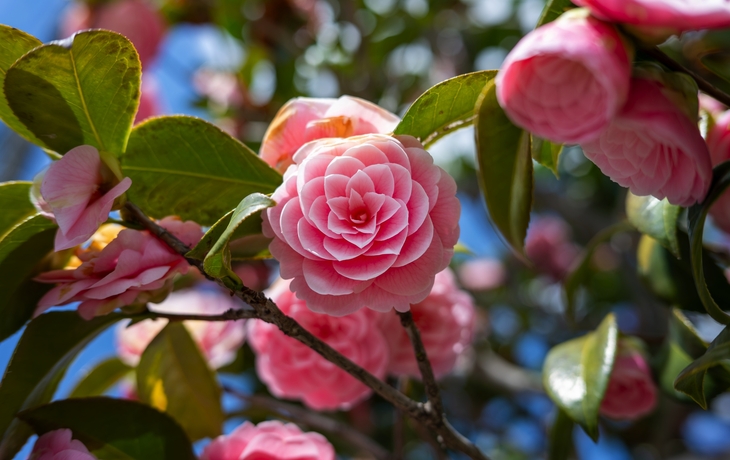 Nahaufnahme einer rosa Kamelienblüte mit grünen Blättern