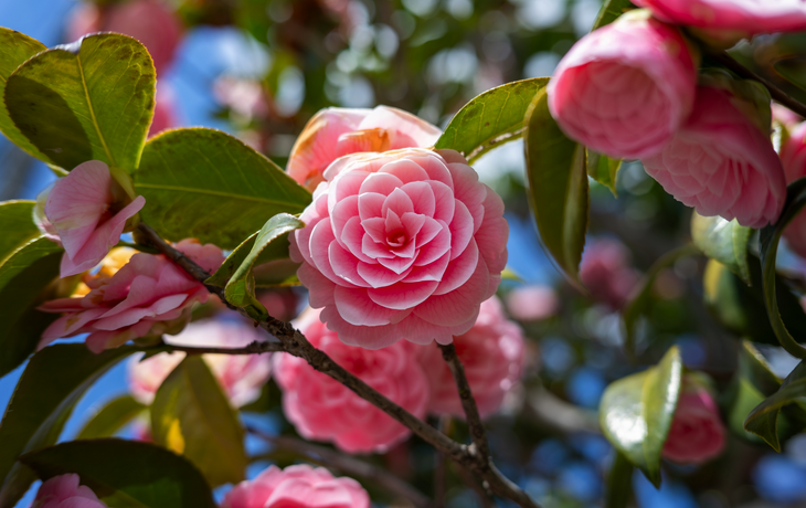 Nahaufnahme einer rosa Kamelienblüte mit grünen Blättern
