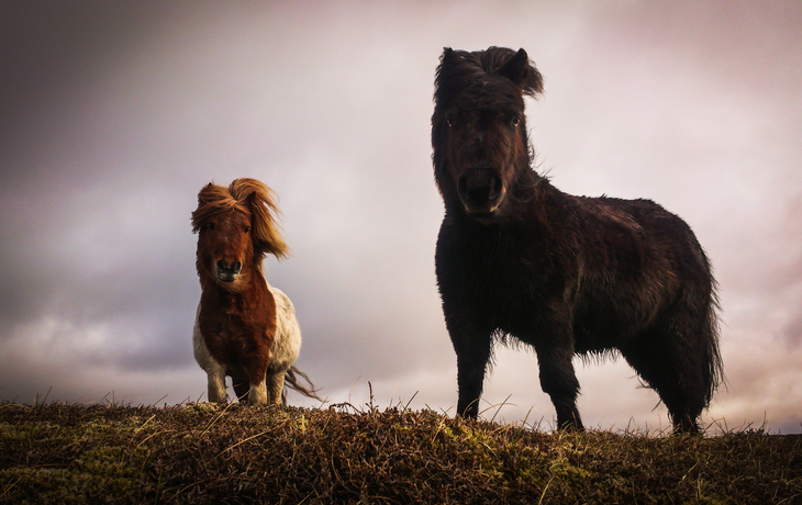 Shetland-Pony auf den Shetland Inseln, Schottland