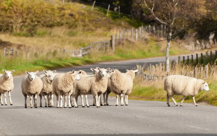 Herde von Schafen in einer Linie, die entlang einer ländlichen Asphaltstraße in Deeside nach Hause kommt,Schottland