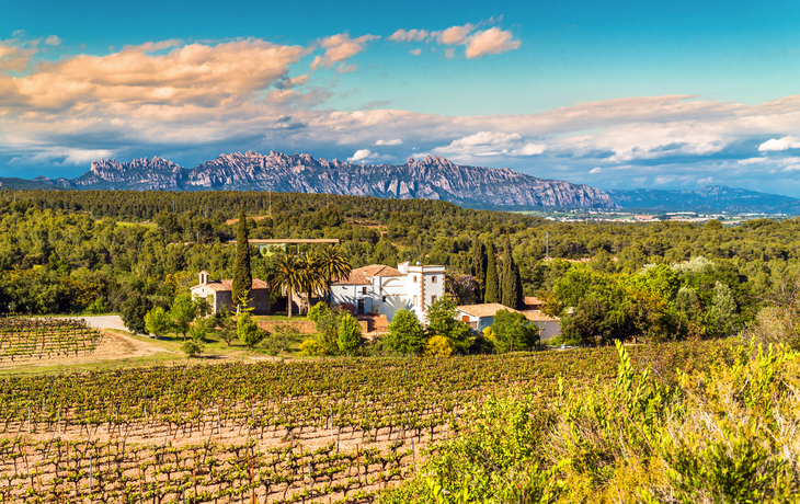 Weinregion Penedes