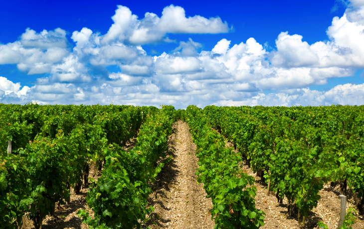 Weinberge nahe Bordeaux