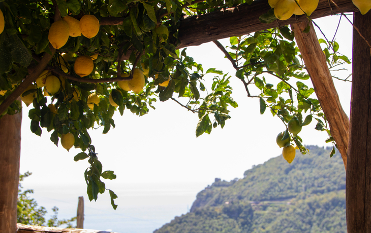 Amalfi-Zitronenbäume enlang des Wanderwegs